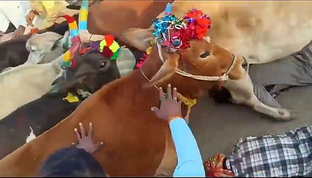 VIDEO: Požehnání přímo od bohů. V Indii se lidé nechají pošlapat krávami