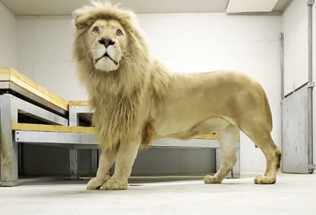 Majitelka musela zrušit chov šelem, táborské zoo darovala vzácného bílého lva