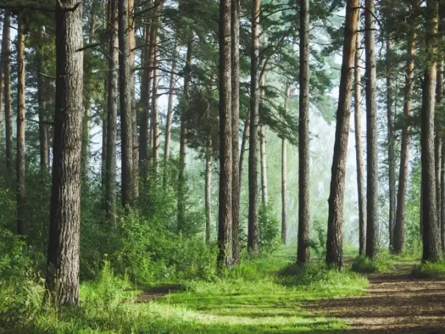 Z německých lesů mizí lavičky kvůli změnám klimatu. „Absolutní idiocie,“ žasne kritik