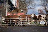 Aktivisté obsadili kravín u Havlíčkova Brodu. Chtěli upozornit na špatné zacházení se zvířaty na farmách