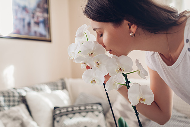 Pravidla ideální péče v říši orchidejí. Pokojovek, jimž název dala varlata