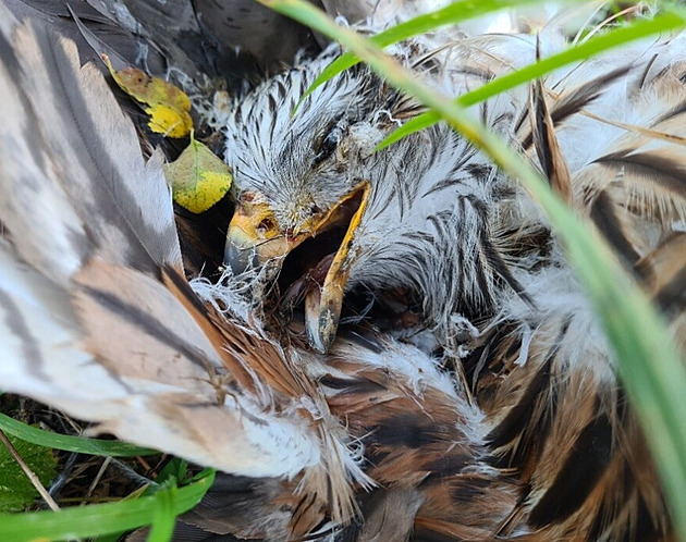 Samice ohroženého luňáka odchovala 18 mláďat, teď ji někdo zblízka zastřelil