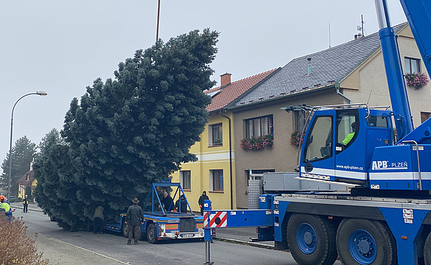 Vánoční náměstí v Plzni letos ozdobí „stříbrný“ smrk, rostl na Doubravce