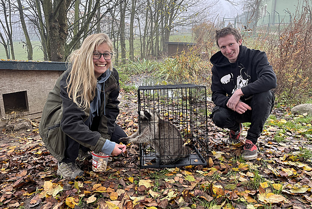 Do pasti na zloděje slepic se chytil mýval. Už má nový domov v táborské zoo