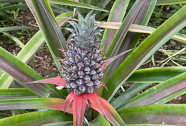 Zázračný ananas se dřív jen půjčoval na ozdobu. Dnes pomáhá proti přecpání