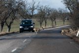 Na podzim v Česku přibývá srážek se zvěří na silnicích. Bezpečnější je nesnažit se strhnout volat