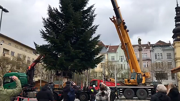 Přerostlá jedle manželům ohrožovala dům, teď bude ozdobou ostravských Vánoc