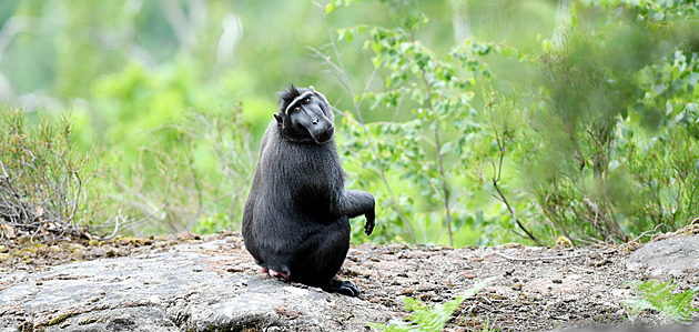 Za vypuštění opic ze zoo skončí muž na psychiatrii, ovlivnila ho porucha