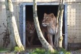 Dvě lvice z Ukrajiny našly nový domov ve skotské zoo. Jejich cesta do bezpečí začala před dvěma lety