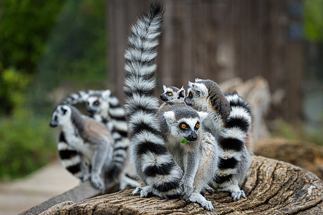 Znáte zvířata z pohádek? Vyhrajte v kvízu vstupenky a hru od Zoo Praha