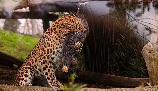 Olomoucká zoo se pochlubila novou levharticí, smlsla si na králíkovi