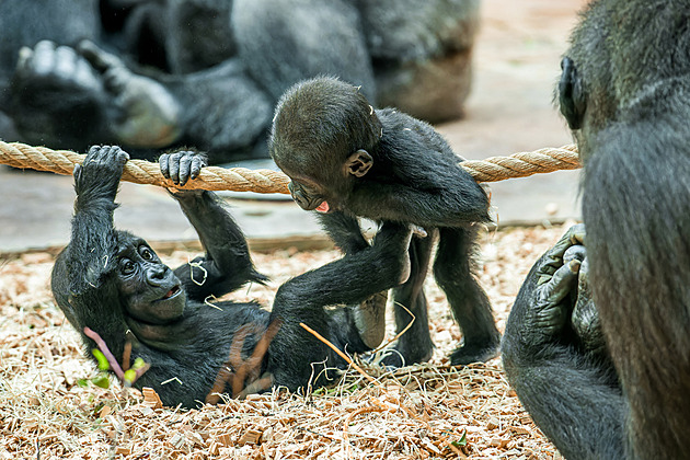 Zoo Praha přinesl rok 2024 přes tisíc mláďat. Na Vánoce zlevňuje na stovku