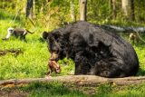 Medvěd ušatý se zabydluje v novém domově. Převoz do Zoo Ostrava proběhl bez problémů