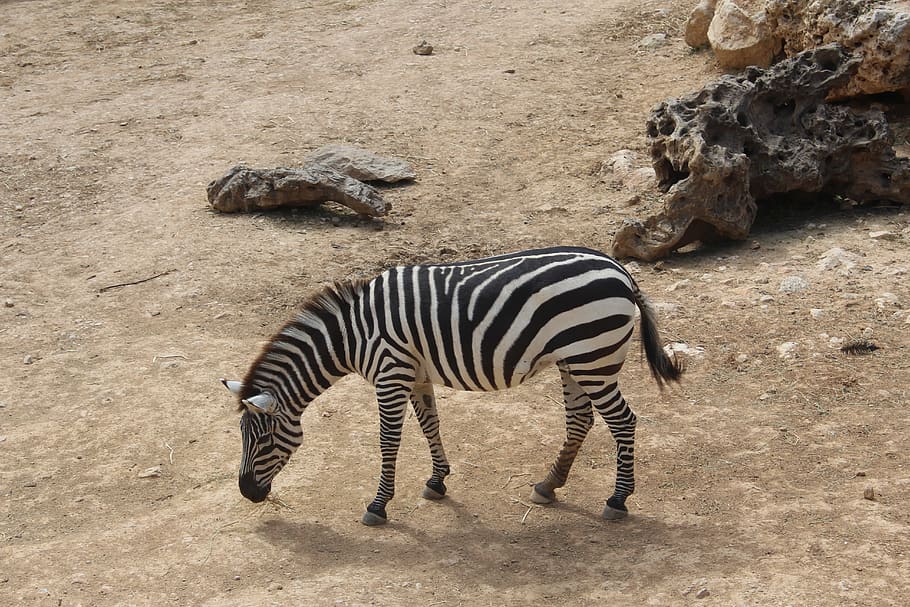 Pražská zoo láká návštěvníky na zlevněné vstupné. Během Vánoc zde zaplatíte jenom stovku