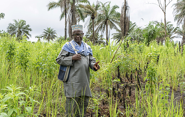 V Sierra Leone je luxus už i rýže. Přitom pěstovat by se zde dala dobře