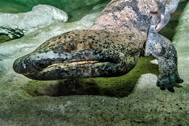 V pražské zoo uhynul nebývale velký velemlok čínský Karlo