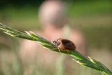 Oproti loňsku přibyl počet lidí nakažených boreliózou a encefalitidou. Klíšťata byla aktivní už od března