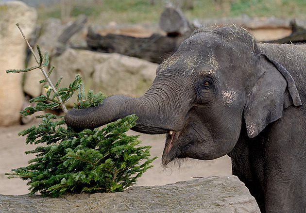 VIDEO: Zvířata v pražské zoo si smlsnou na stromcích s holátky i křepelkami