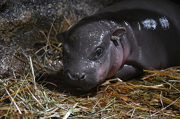 Novorozený hrošík v jihlavské zoo prospívá, předchozí sourozenci nepřežili