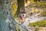 Slovensko od nového roku zrušilo ochranu vlků. Odlovit je možné až 74 zvířat