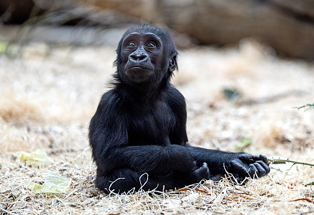 Mobi má narozeniny. Roční gorilí samička se návštěvníků pražské zoo nebála