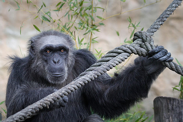 Tragédie v zoo. Silvestrovský hluk připravil o život šimpanze