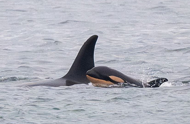 Truchlící kosatka, jež vláčela oceánem mrtvé mládě, přišla o dalšího potomka