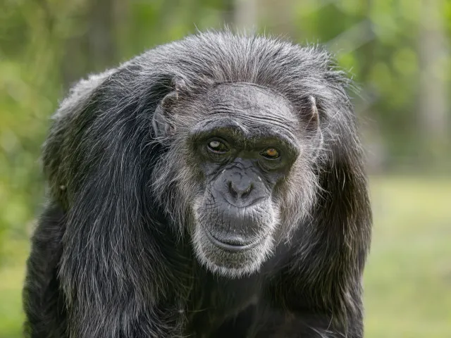 Ve Dvoře Králové uhynul šimpanz. Podle zoo zřejmě kvůli hluku rachejtlí o silvestrovské noci