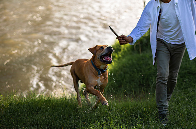 Když už nevrčí a rovnou kouše. Jak je možné pokazit psa, popisuje veterinářka