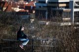 V Česku padaly teplotní rekordy. V Brandýse nad Labem meteorologové naměřili 13,7 stupně