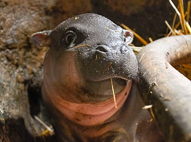 Samička hrošíka liberijského v jihlavské zoo je zvědavější. Už zlobí mámu