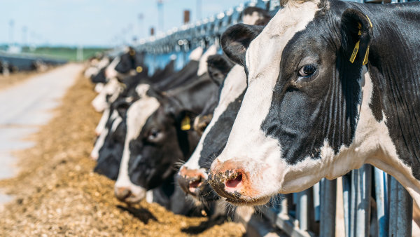 Ať jsou všechny krávy šťastné avíc dojí. Zemědělci oprášili Pláničkovu metodu a zvyšují produkci mléka