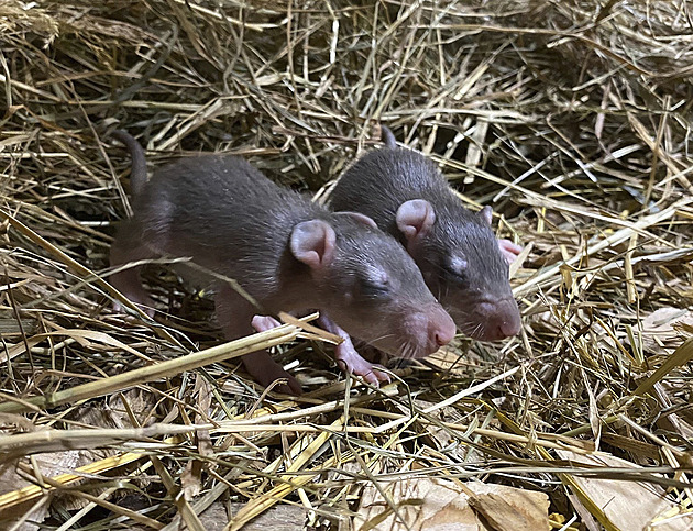 Jako první se v jihlavské zoo letos narodili vzácní křečci, mláďata prospívají