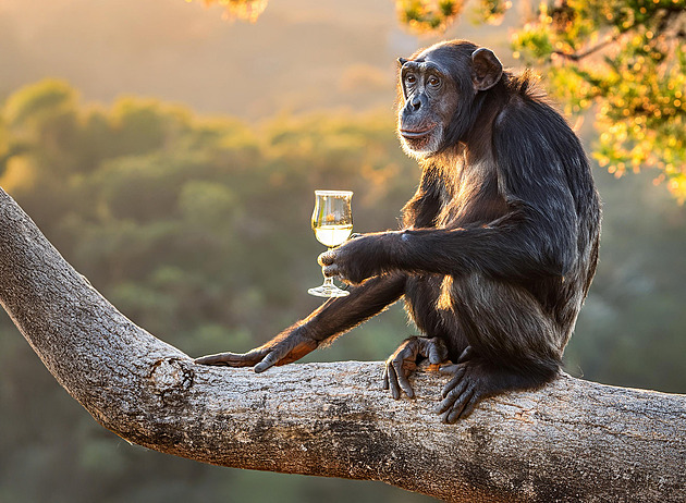 Alkohol není jen metlou lidstva, pijí i zvířata. Často je to z nešťastné lásky