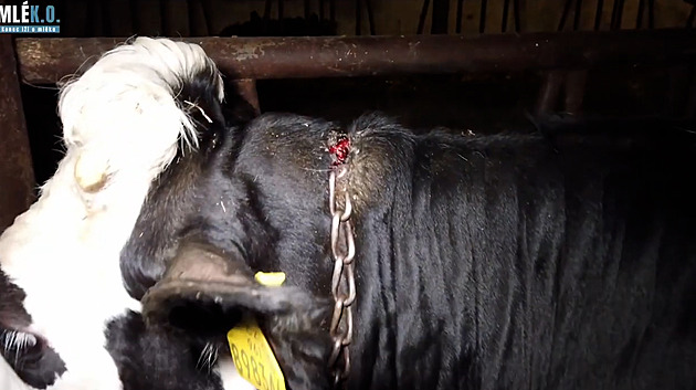 Odhalili další týrání zvířat na statcích. Postupujete chybně, vytýká jim veterina