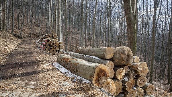 Lesy ČR se budou kvůli 40tisícové pokutě za kácení krušnohorských buků soudit