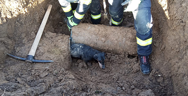 Uvázlý jezevčík přečkal v potrubí 27 hodin, vyhrabali ho hasiči s traktorbagrem