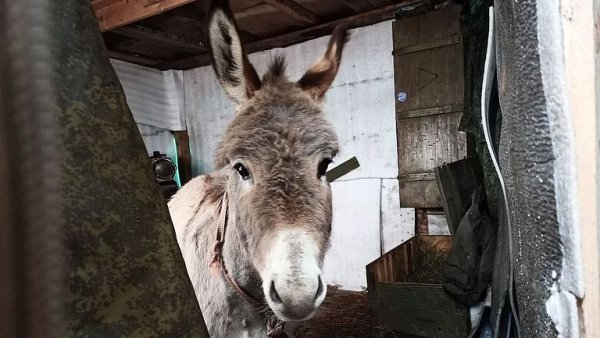 Ruská armáda nasazuje osly na frontu. Mají sloužit k přepravě munice