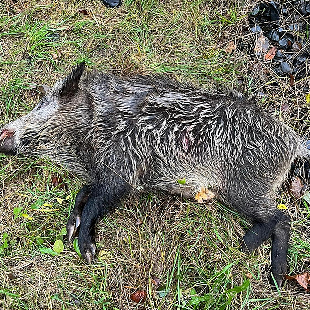 Neefektivní lov, prasata byla jinde, hodnotí myslivci policejní odstřel divočáků