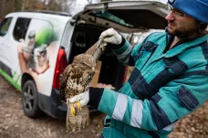 Kvůli starým sloupům vysokého napětí ročně umírají desetitisíce ptáků