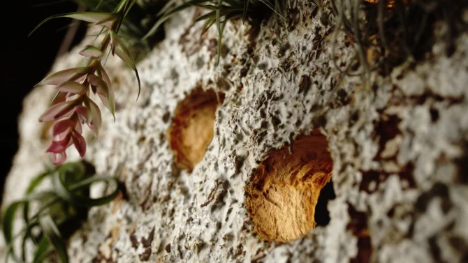 Bude mycelium materiálem budoucnosti? Firmy na něj začínají sázet